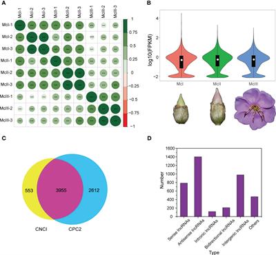 Long non-coding RNA-mediated competing endogenous RNA regulatory network during flower development and color formation in Melastoma candidum